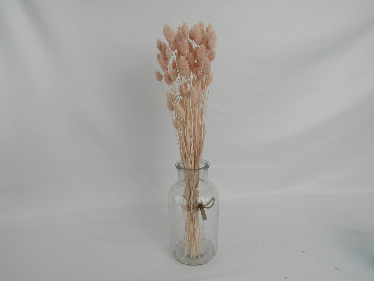 Phalaris