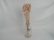 Phalaris