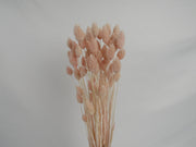 Phalaris