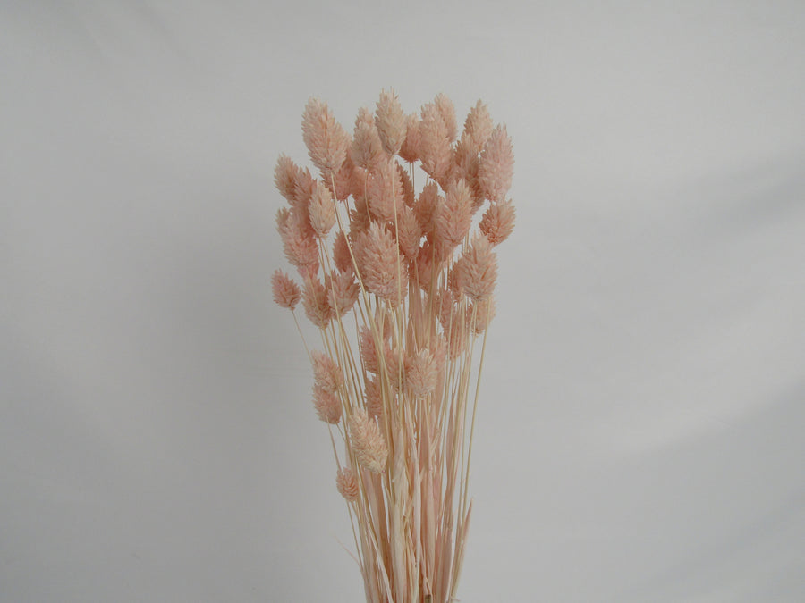 Phalaris