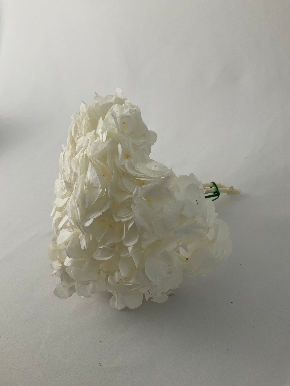 Hortensia