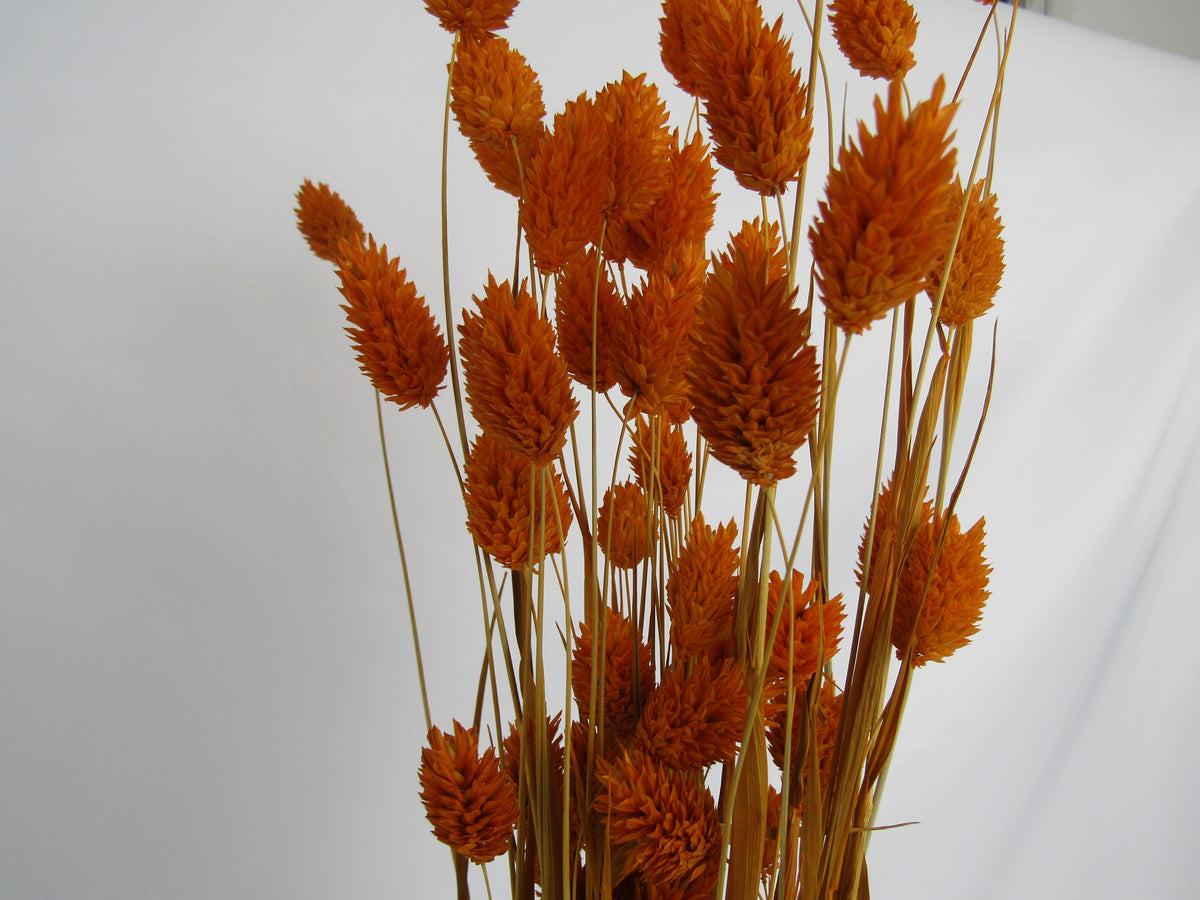 Phalaris