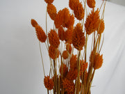 Phalaris