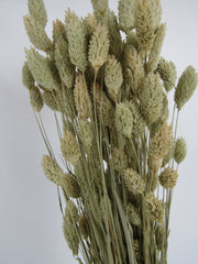 Phalaris