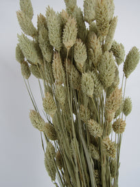 Phalaris