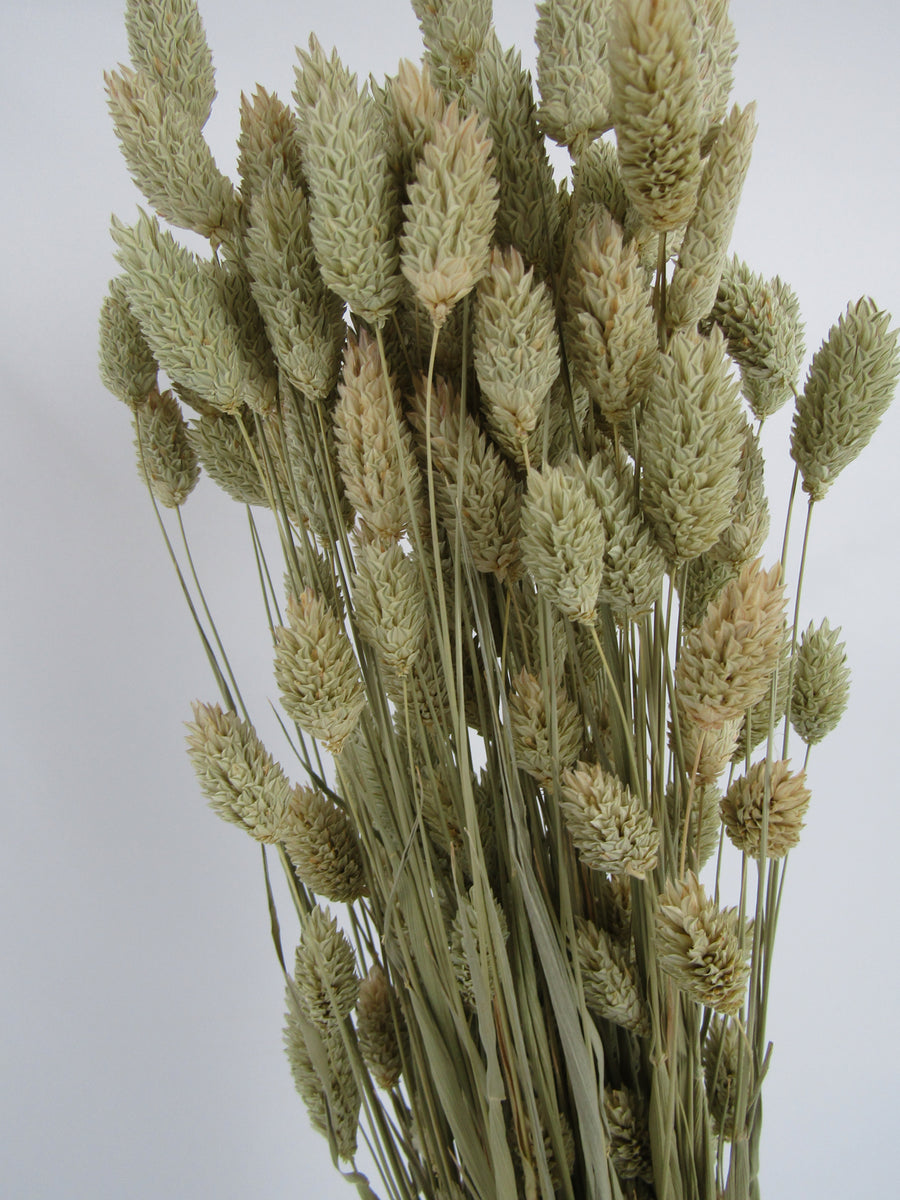 Phalaris