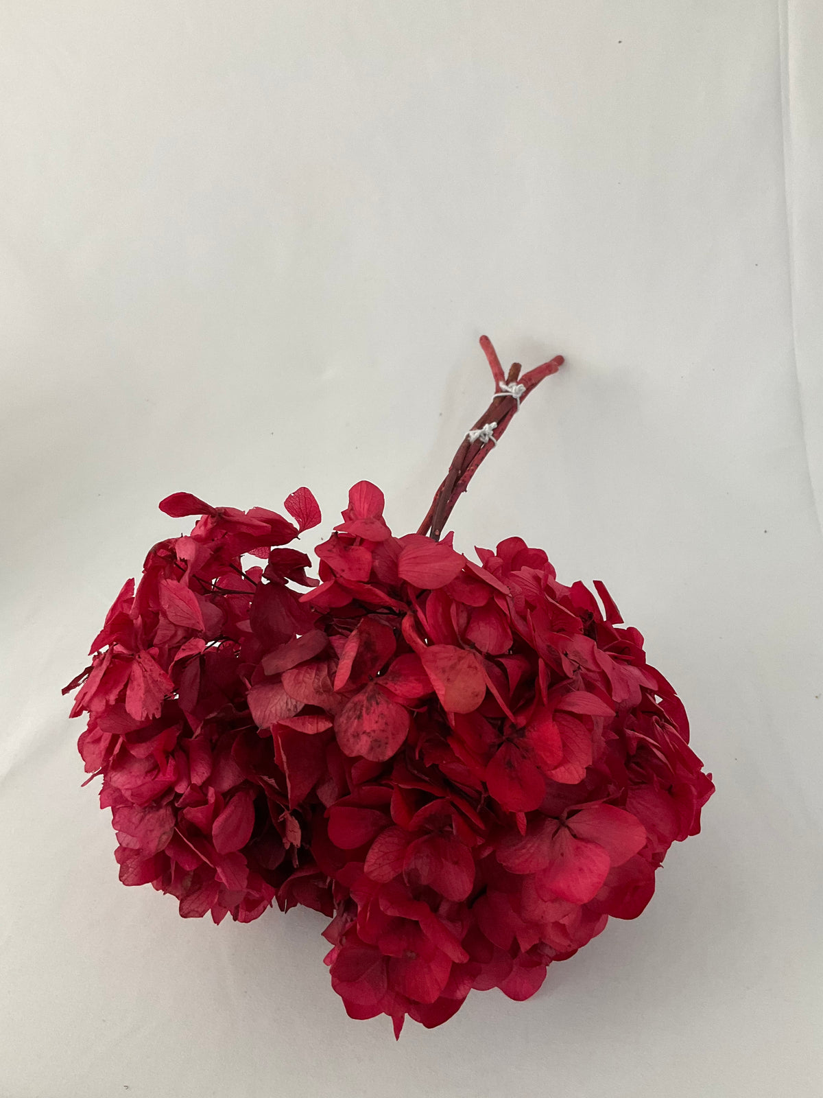 Hortensia