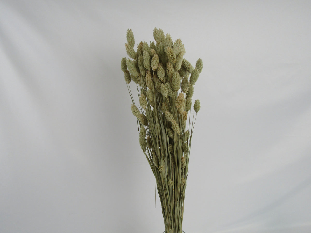 Phalaris