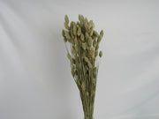Phalaris