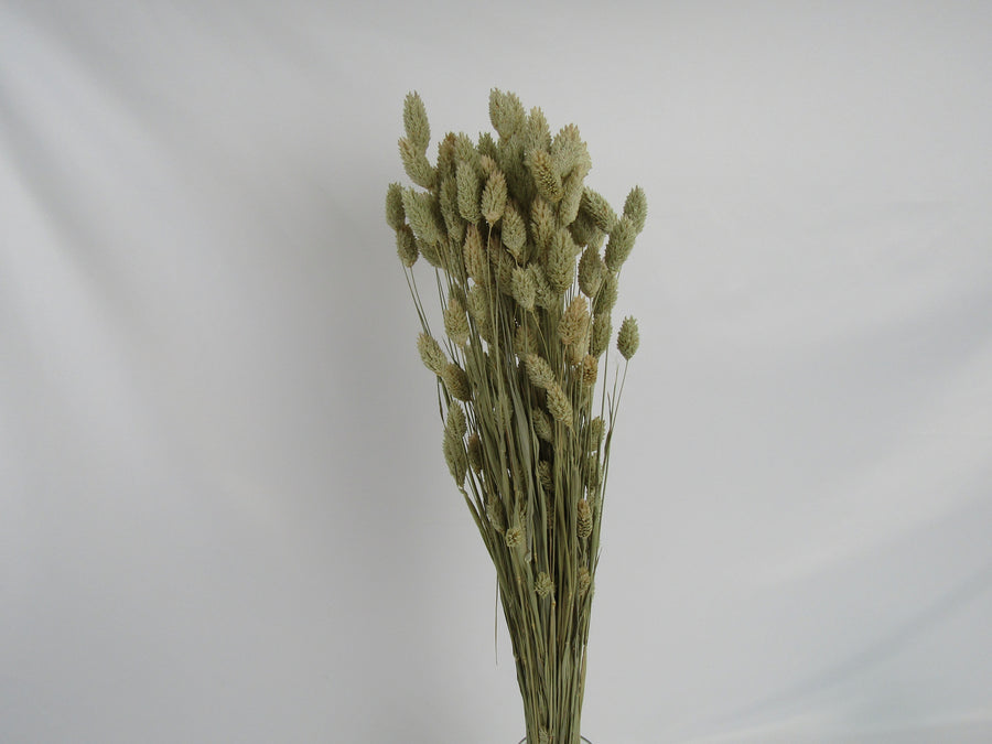 Phalaris