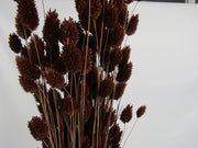 Phalaris