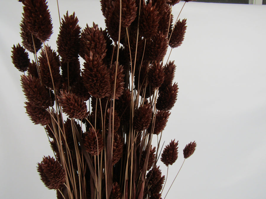 Phalaris