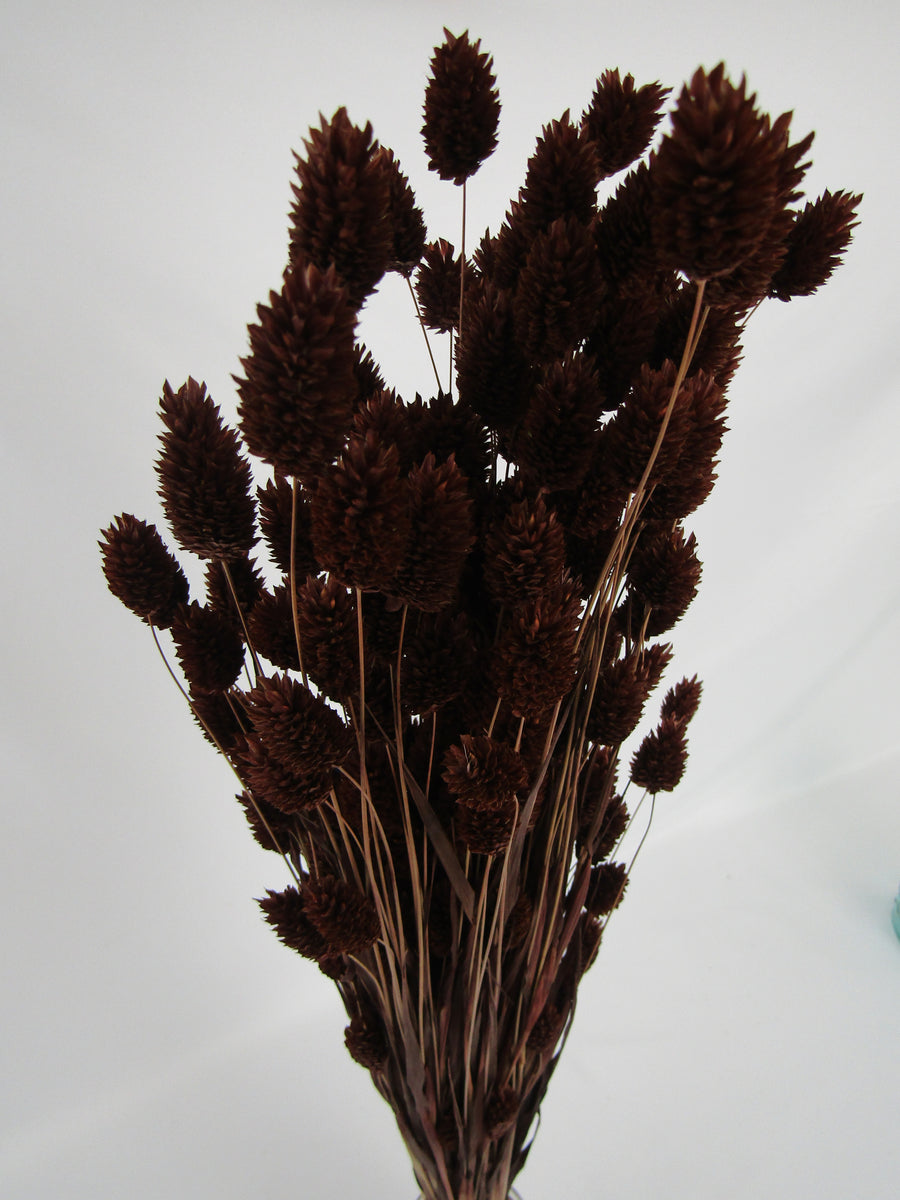 Phalaris