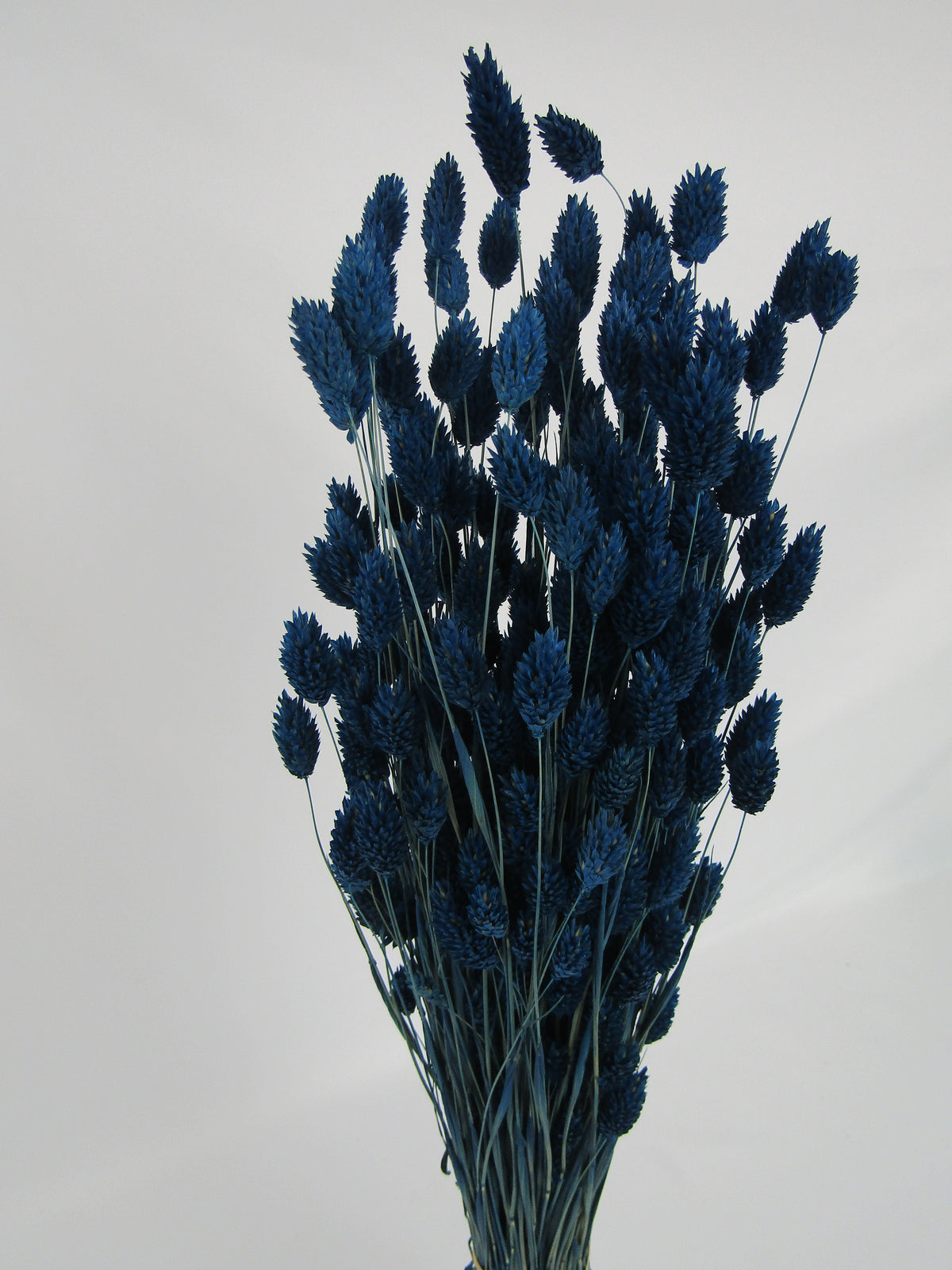 Phalaris