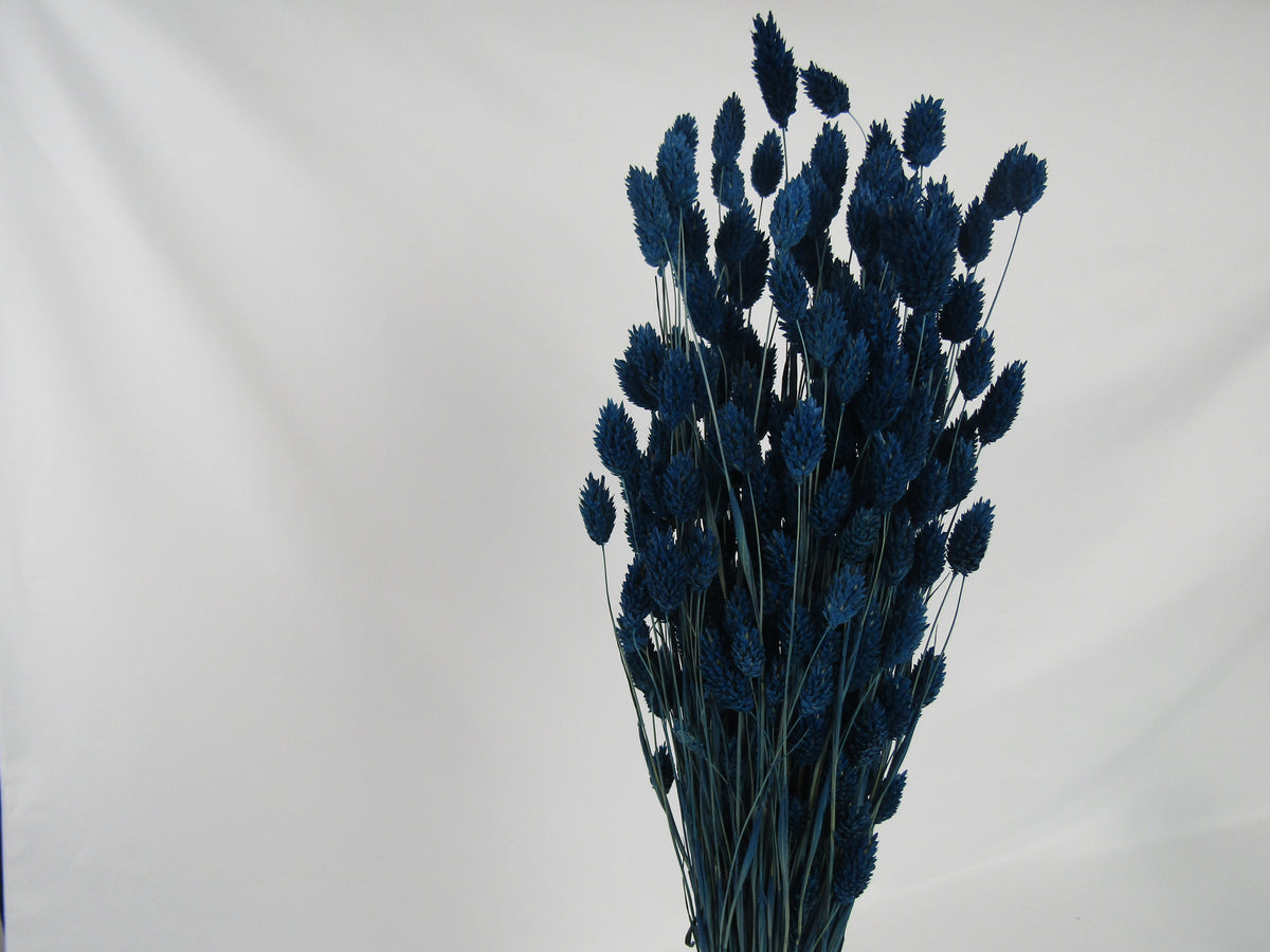 Phalaris