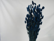Phalaris