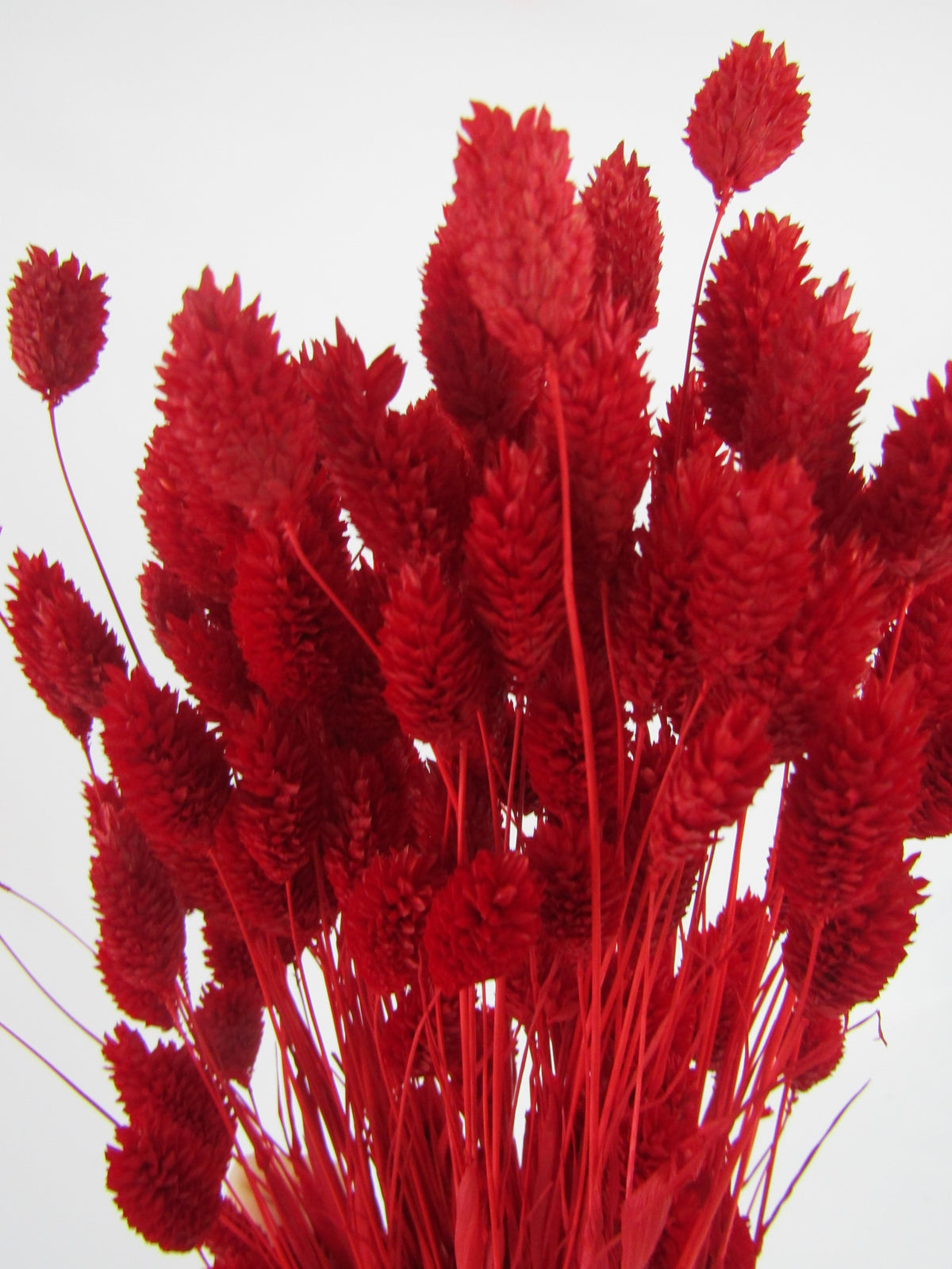 Phalaris