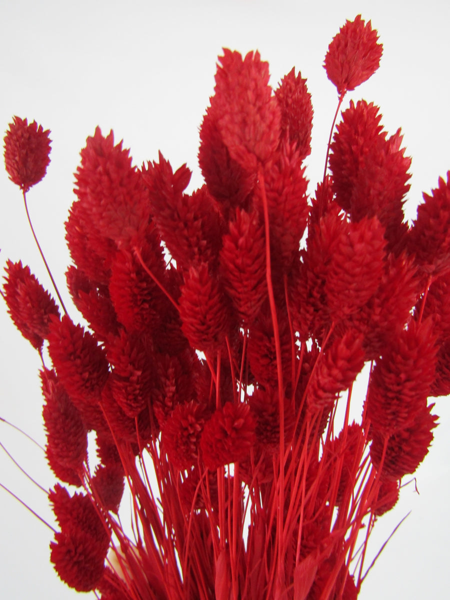 Phalaris