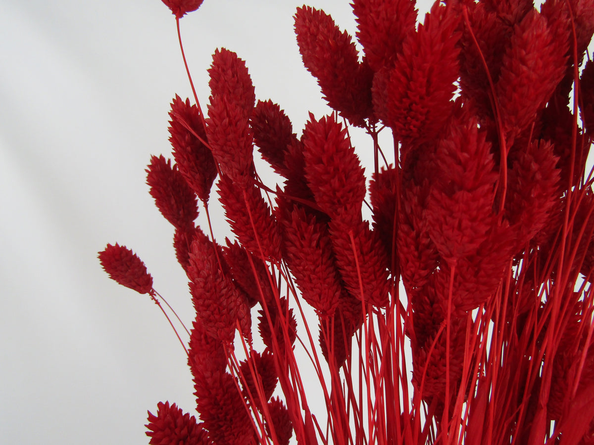Phalaris