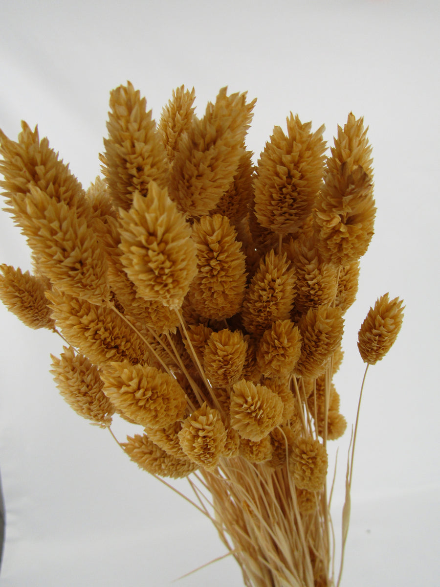 Phalaris