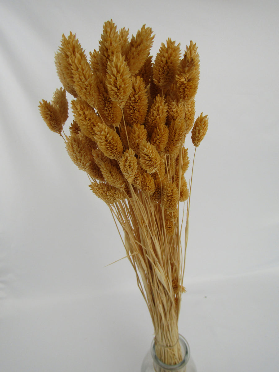 Phalaris