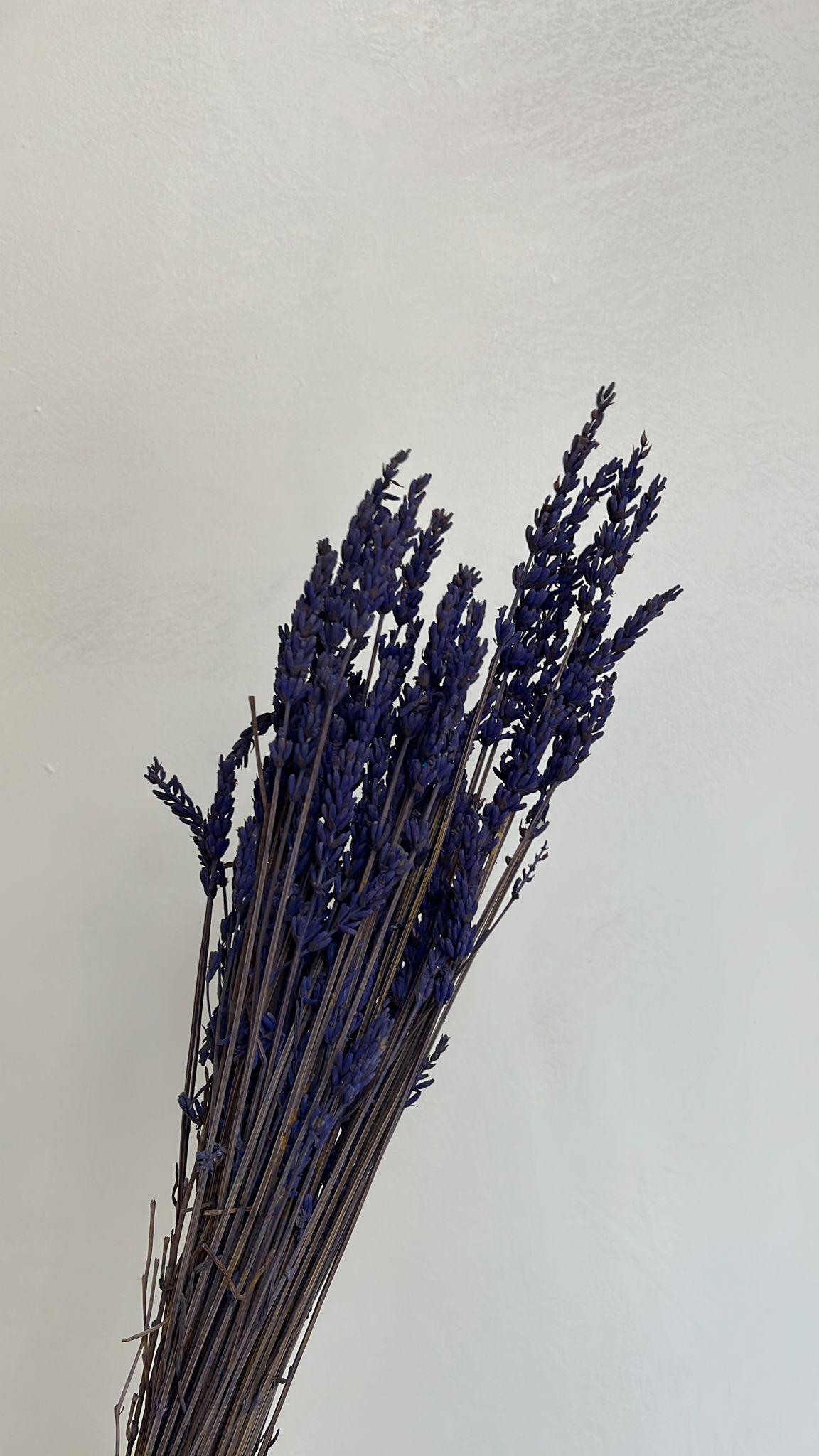 Lavanda