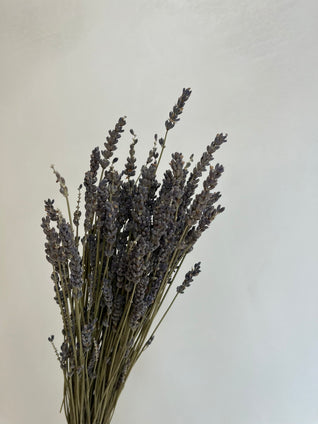 Lavanda