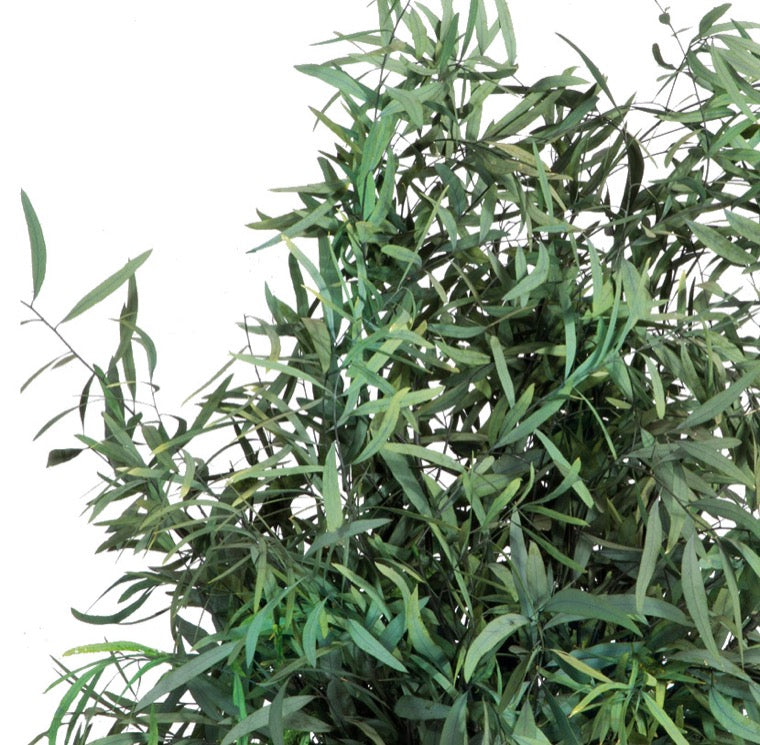 Plante stabilisée - Eucalyptus Nicoly plante