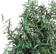 Plante stabilisée - Eucalyptus Nicoly plante