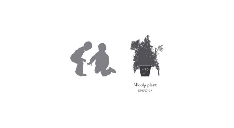 Plante stabilisée - Eucalyptus Nicoly plante