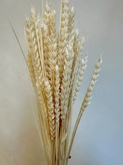 Trigo