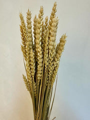 Trigo