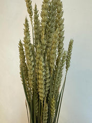 Trigo