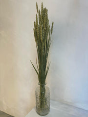 Trigo