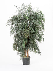 Árbol preservado - Eucalipto Nicoly ancho