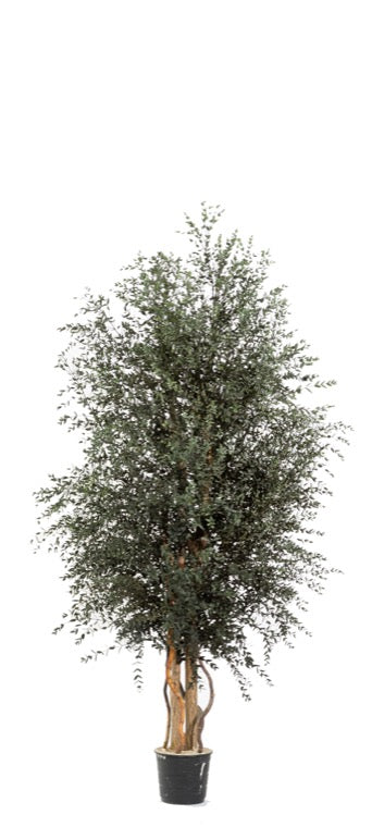 Árbol preservado - Eucalipto Parvifolia ancho