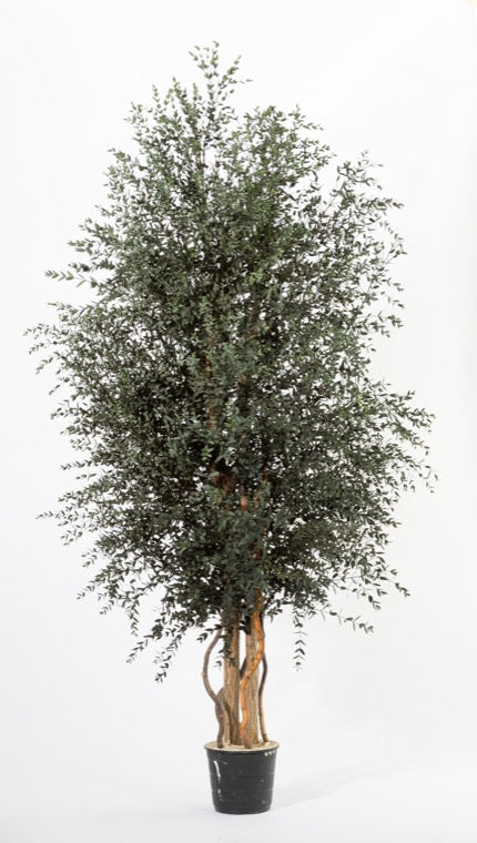 Árbol preservado - Eucalipto Parvifolia ancho