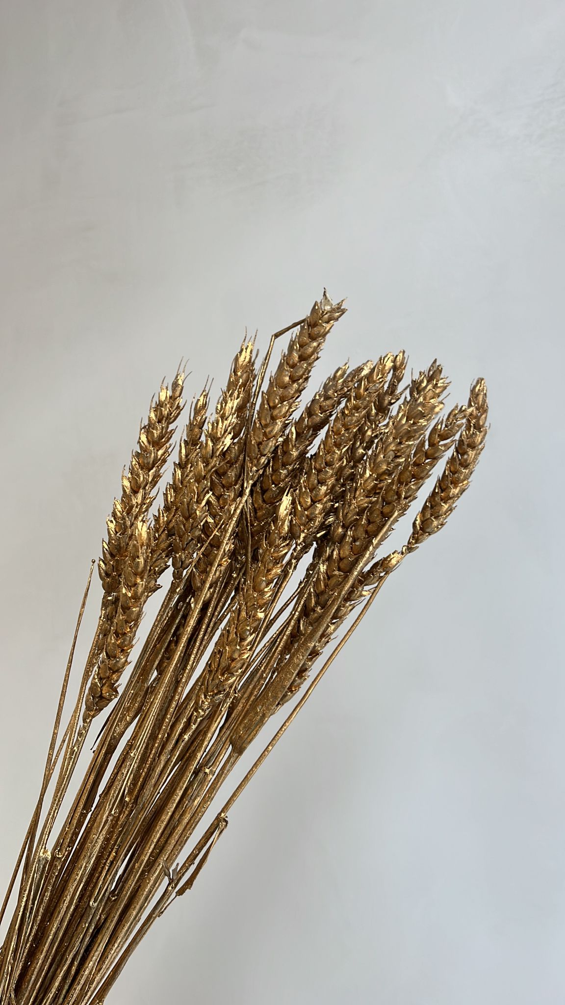 Trigo