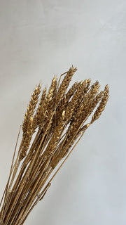 Trigo