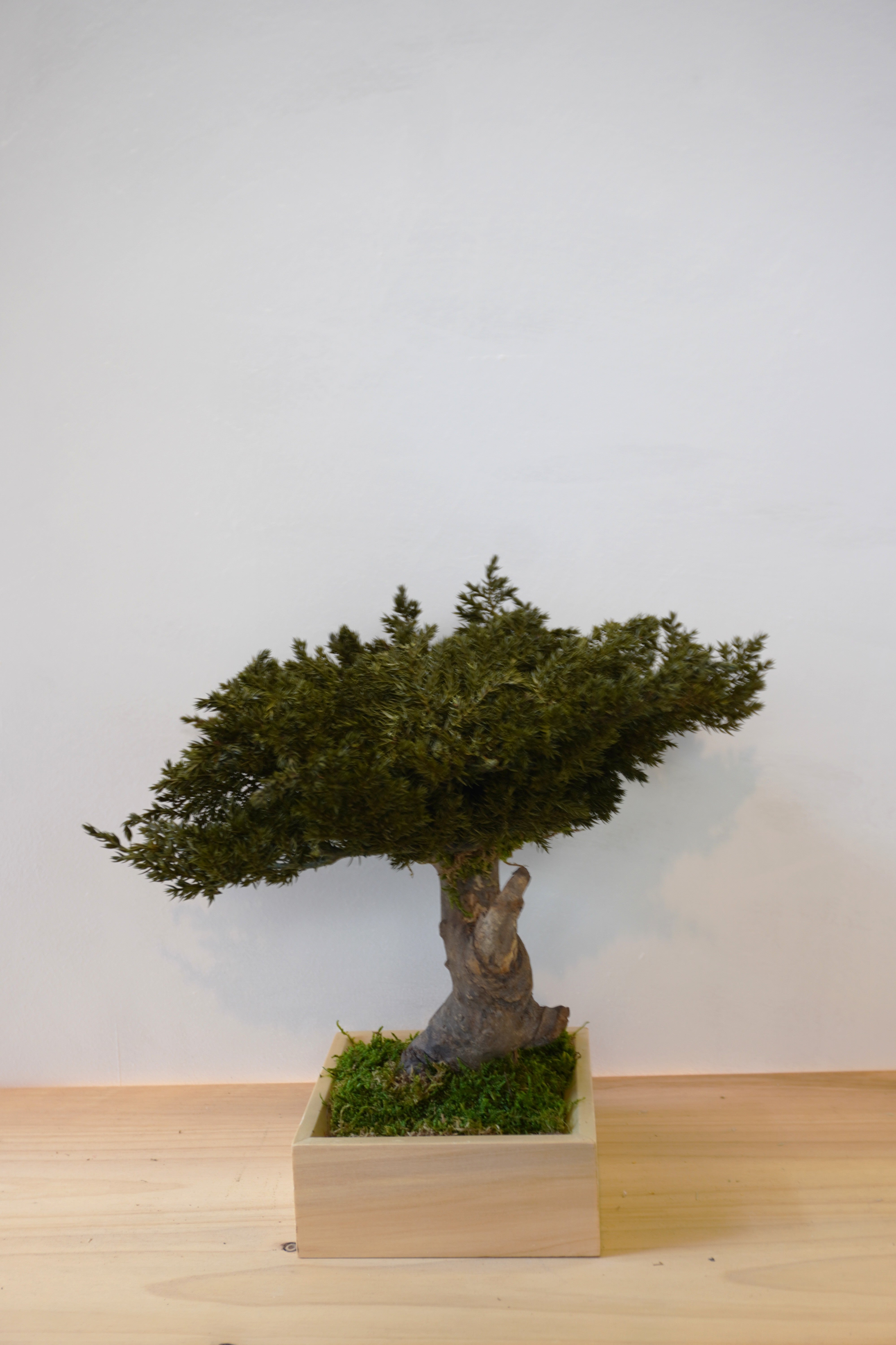 Bonsai preservado - Juniperus Viña