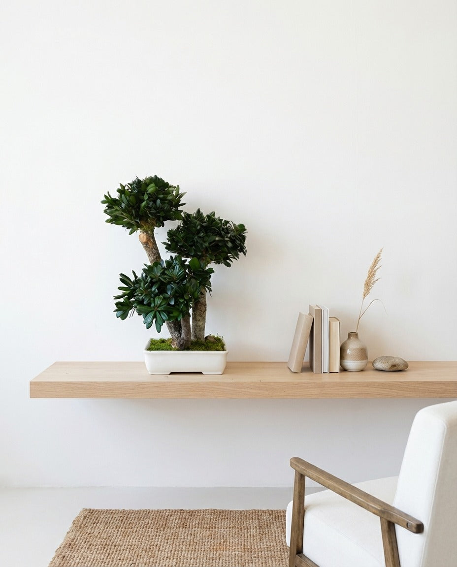 Bonsai preservado - Tobira