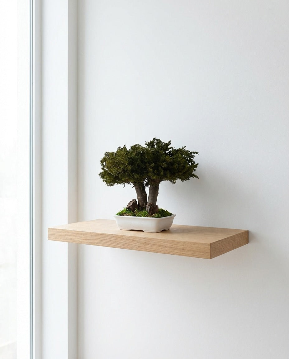 Bonsai preservado - Juniperus