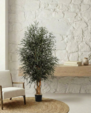 Arbre stabilisé - Eucalyptus Parvifolia large