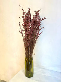 Lavanda