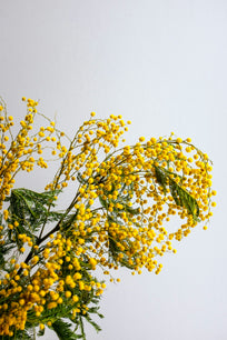 Mimosa preservada