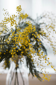 mimosapreservada